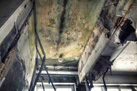  Cleveland, OH Mold Removal & Remediation Pros